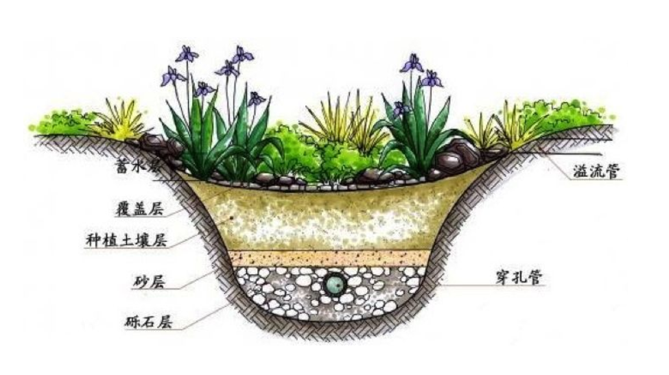 雨水花园设计概念图